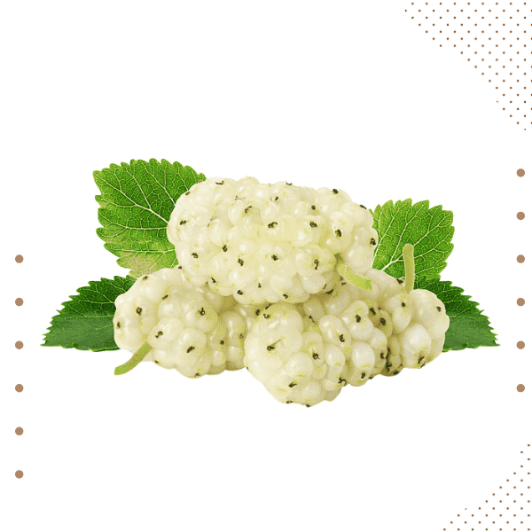 Dry Mulberry (white)