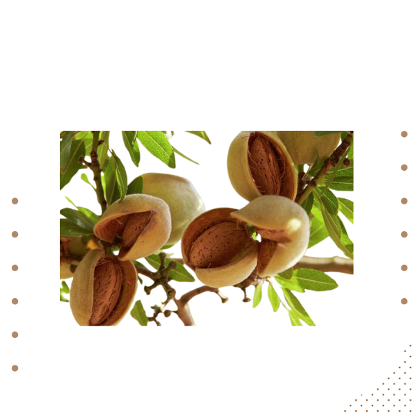 Almonds Kagazi (Soft Shell)